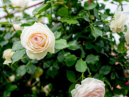大輪の白いの薔薇 大輪の白いの薔薇の写真