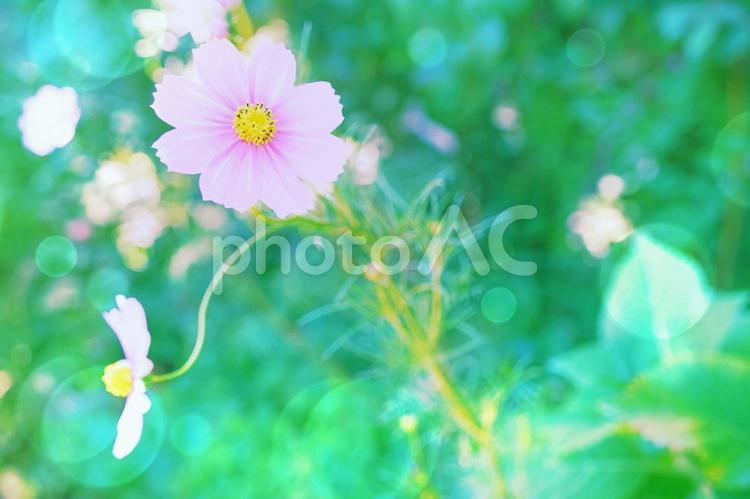 秋の日差しに輝くピンクのコスモス１ コスモス,秋桜,秋の写真素材