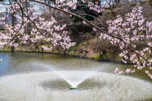 棚倉城跡の桜 棚倉町 棚倉城跡の桜 棚倉町 棚倉城跡,桜,お堀の写真素材