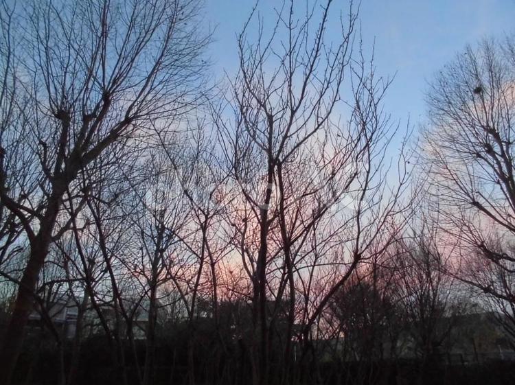 夕暮れの木 屋外で,風景,空の写真素材