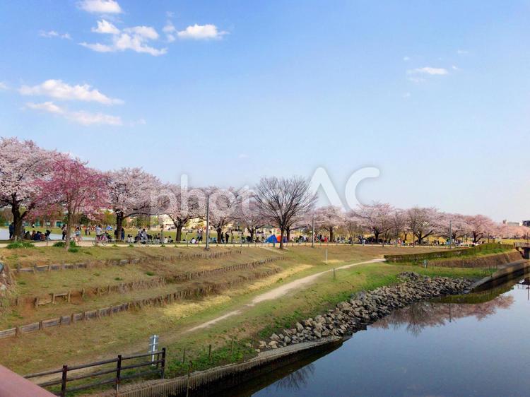花見の人で賑わう春の公園河川敷 桜,春,公園の写真素材