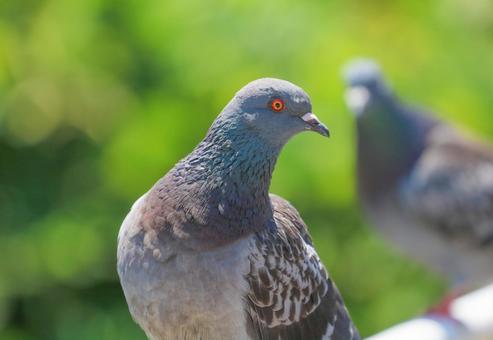 鳩10 鳩10の写真
