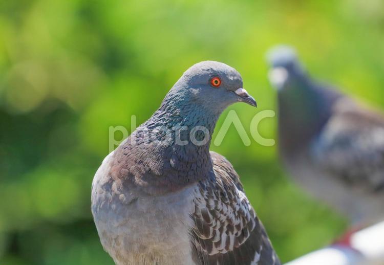 鳩10 ハト,鳩,カワラバトの写真素材