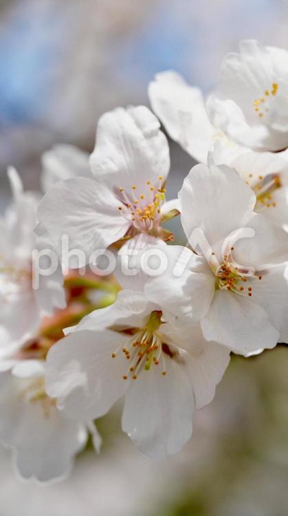 桜の風景 小城公園,佐賀,観光の写真素材
