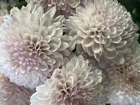 花(ダリア) 花(ダリア)の写真