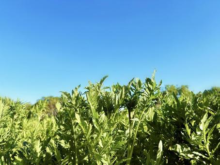 Green leaves and blue sky in the sun, JPG