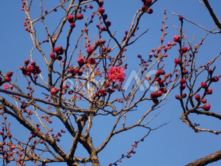 ウメの花と２月の空 植物,バラ科,サクラ属の写真素材