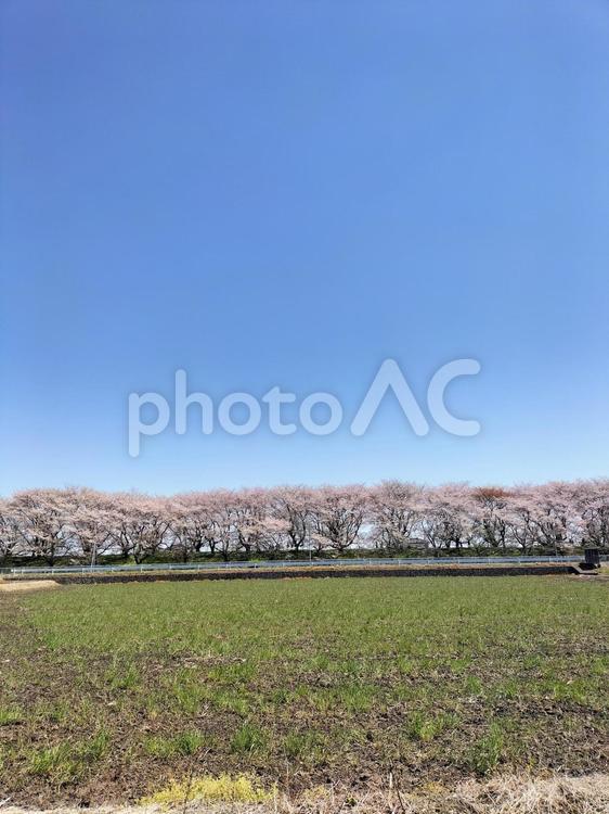 青空と桜並木 自然,空,風景の写真素材
