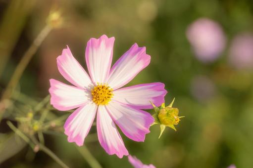 長崎-【白木峰高原のコスモス】 長崎-【白木峰高原のコスモス】 長崎,諫早,白木峰高原の写真素材