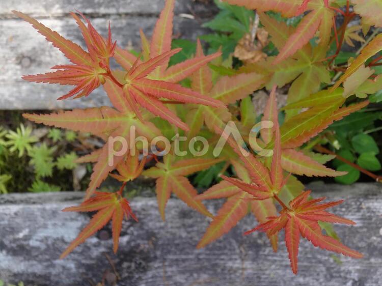 もみじの若葉　赤と緑 もみじ,かえで,イロハモミジの写真素材