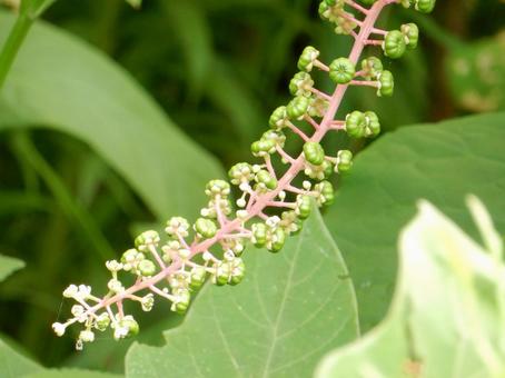 【植物写真】ヨウシュヤマゴボウ 【植物写真】ヨウシュヤマゴボウの写真