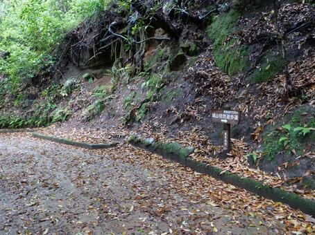 城山公園 城山公園 鹿児島市,城山,西郷隆盛の写真素材