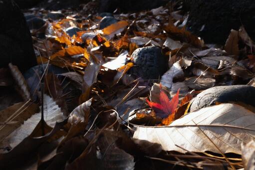 茶色の絨毯に隠れた赤いモミジのディテール 落ち葉,紅葉,モミジの写真素材