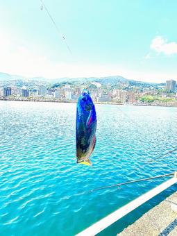 海で釣れた青い魚の写真素材 海で釣れた青い魚の写真素材 魚,釣り,海釣りの写真素材