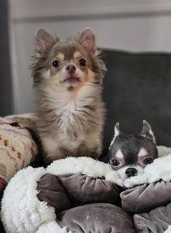 並んでるチワワ 並んでるチワワ チワワ,スムースチワワ,犬の写真素材