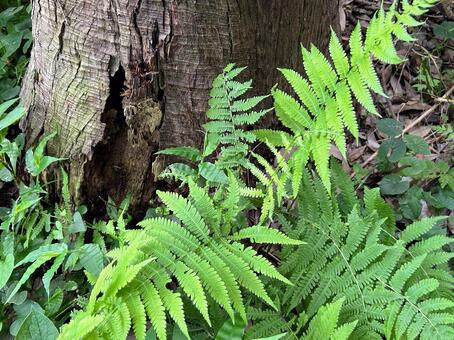 大木とシダ シダ,シダ植物,裸子植物の写真素材