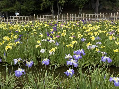 亀鶴公園 しょうぶ園 花菖蒲 亀鶴公園 しょうぶ園 花菖蒲の写真