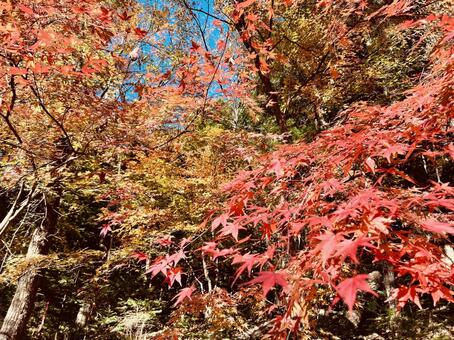 青空と紅葉の秋の森林風景 紅葉,もみじ,カエデの写真素材