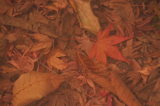 紅葉 紅葉の写真