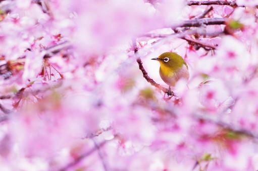 満開の桜と可愛いメジロ 満開の桜と可愛いメジロの写真