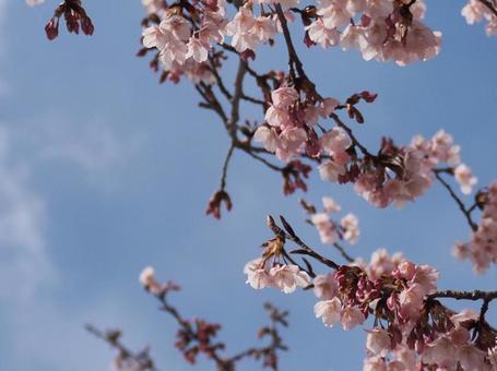 青空と桜 青空と桜の写真