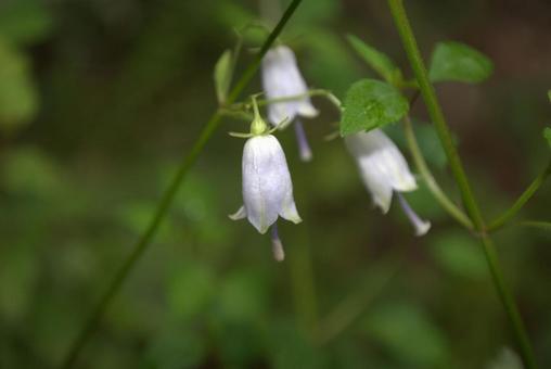 ツリガネニンジンの花 ツリガネニンジンの花の写真
