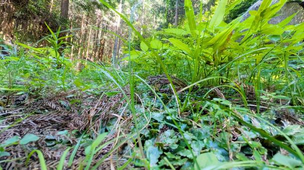 風薫る草の絨毯-02の写真