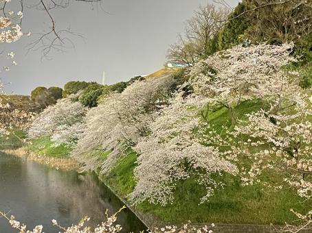 桜 桜の写真