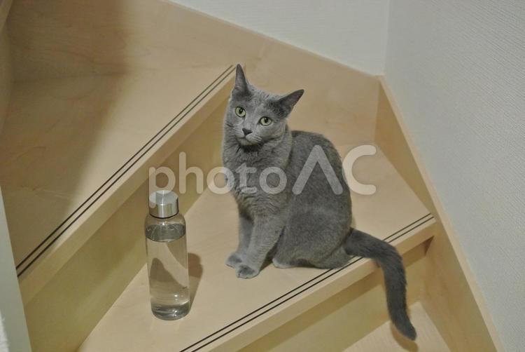 階段と水筒とロシアンブルー ロシアンブルー,ねこちゃん,ねこの写真素材