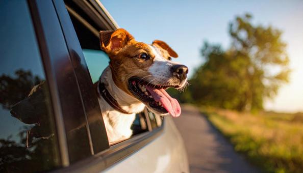 飼い主の帰りを待って窓の外を見ている犬 飼い主の帰りを待って窓の外を見ている犬の写真