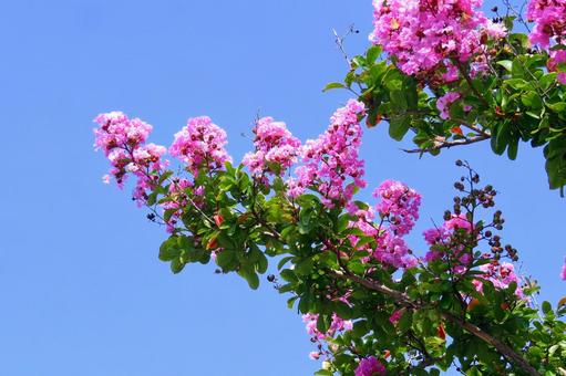 夏の青空に映えるピンクのサルスベリの花 夏の青空に映えるピンクのサルスベリの花 サルスベリ,花,ピンクの写真素材