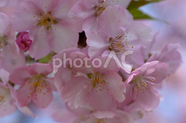 前橋市江田町にある鏡神社の河津桜 風景,春,早春の写真素材