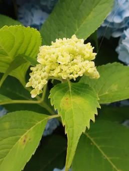 Photo, hydrangea, rainy season, rain, 