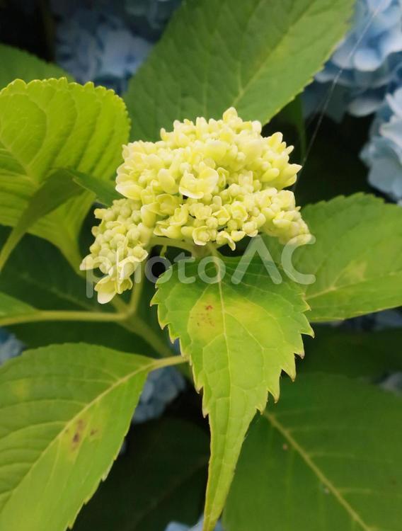 黄色い紫陽花　梅雨の季節　日本の花 紫陽花,あじさい,アジサイの写真素材