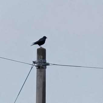 電柱にとまるカラス 電柱にとまるカラスの写真