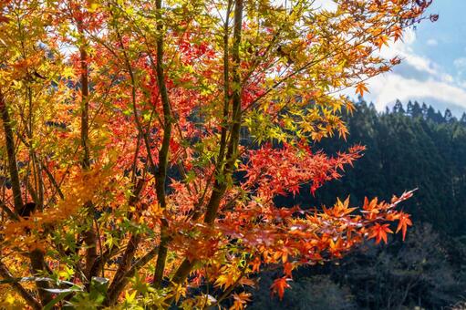 秋の青空と紅葉 紅葉,モミジ,もみじの写真素材