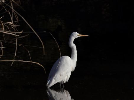 水辺のダイサギの写真
