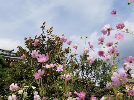 Photo, cosmos, autumn cherry blossoms, autumn, JPG