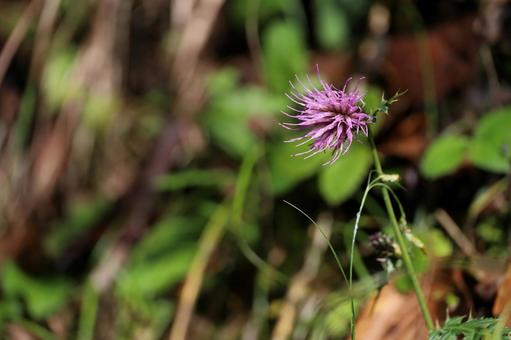 thistle, JPG
