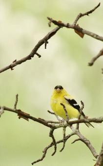 American Goldfinch, JPG American Goldfinch, JPG