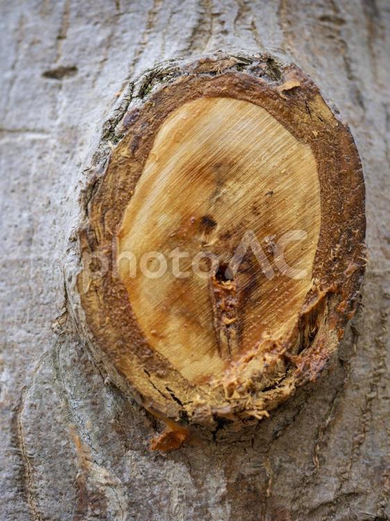 枝の切り口 切り口,木,枝の写真素材