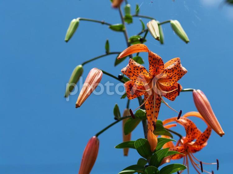 青空をバックにオニユリを見上げる 花,自然,栽培の写真素材
