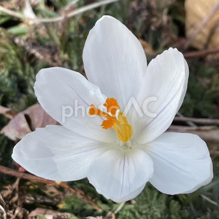 ホワイト　クロッカス　白い花 春,自然,フラワーの写真素材