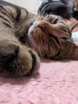 昼寝するネコ 昼寝するネコの写真