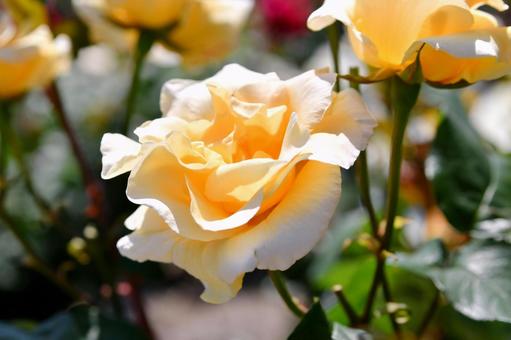 薔薇 イエロークイーンエリザベス 薔薇 イエロークイーンエリザベスの写真