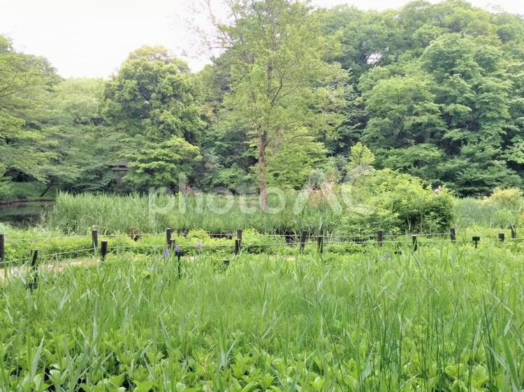 緑の木々が茂る都会の公園 公園,木々,緑の写真素材