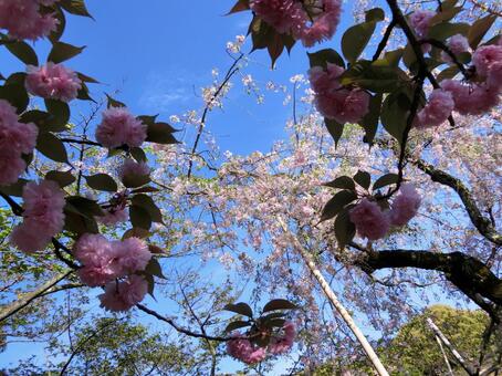  桜と空 さくら,春,季節の写真素材