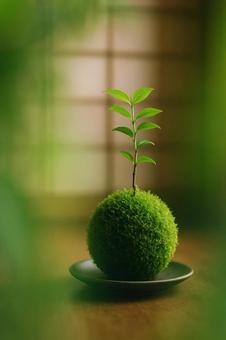苔玉 苔玉の写真