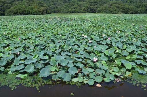 ハス沼 ラムサール条約登録地 ハス沼 ラムサール条約登録地 ハス沼,ラムサール条約登録地,ハス畑の写真素材