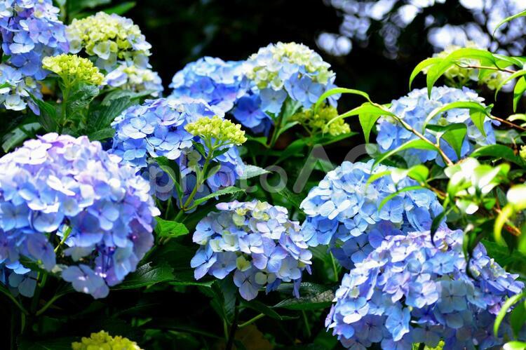 紫陽花（アジサイ）　美しい花 アジサイ,紫陽花,あじさいの写真素材